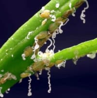 Asian citrus psyllid nymphs with wax-covered honeydew excretions